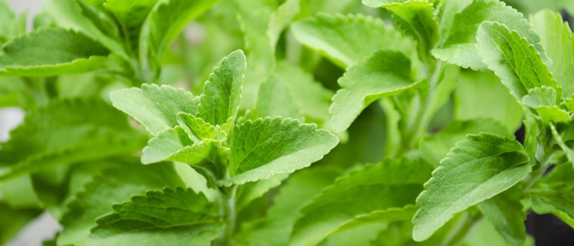 stevia benefică pentru anumite boli