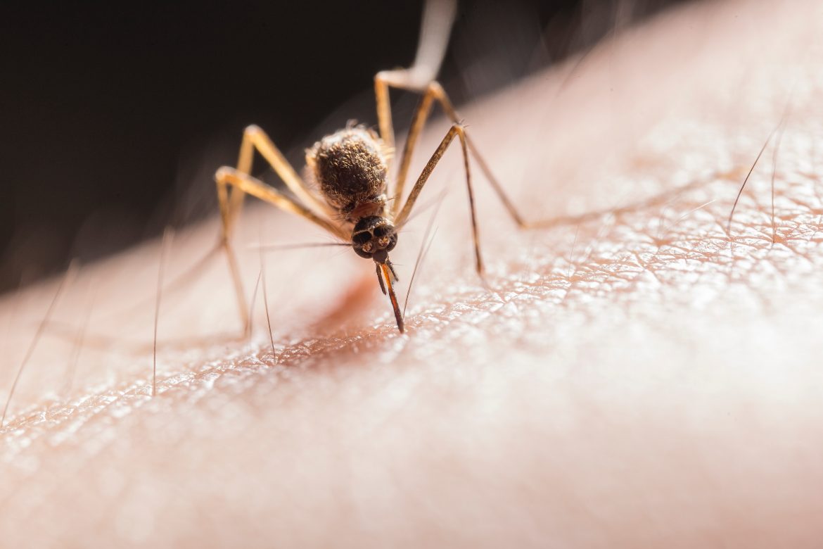 scapă de țânțari