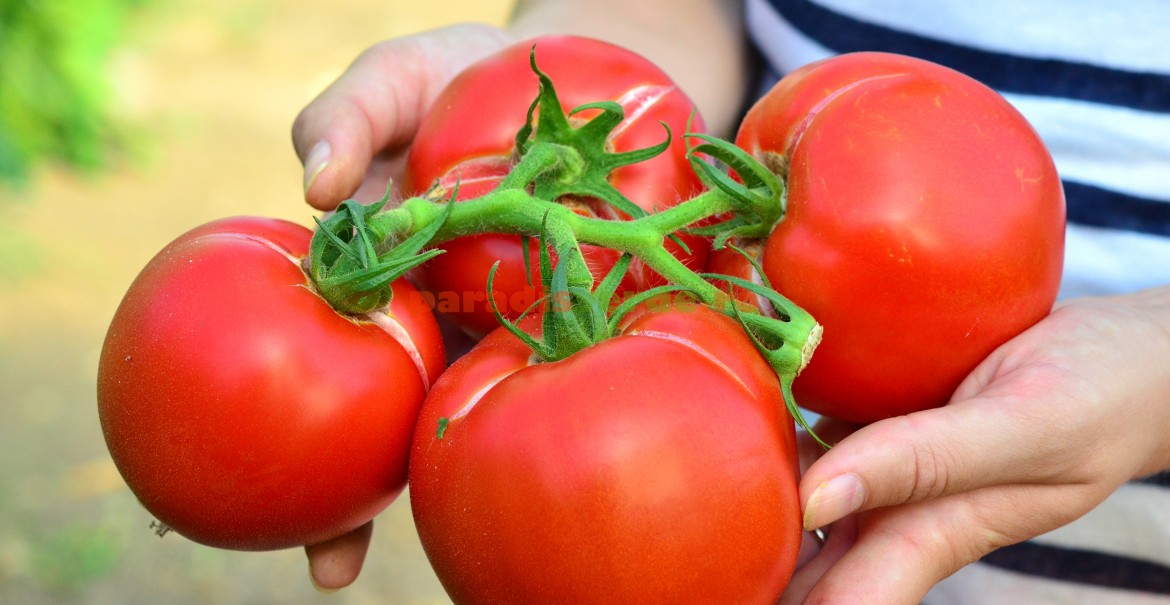 Cum să aveți tomate mari și fără crăpături!