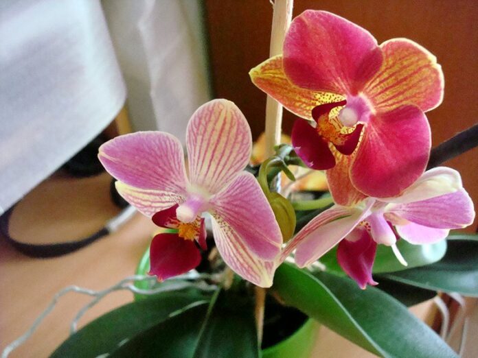 Îngrijirea orhideei și îngrășăminte naturale pentru orhidee.
