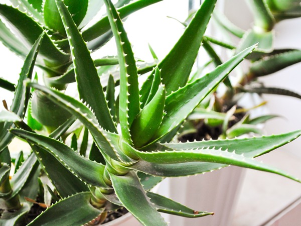 Aloe nu este doar vindecatorul omului, ci si al plantelor.