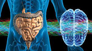 Intestinul este al doilea creier – informații fascinante și utile sănătății