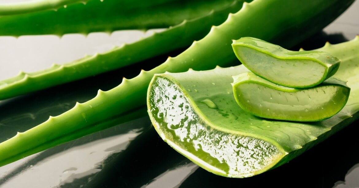 Aloe vera scade glucoza și grăsimile din sânge și protejează rinichii și ochii la diabetici (studii recente)