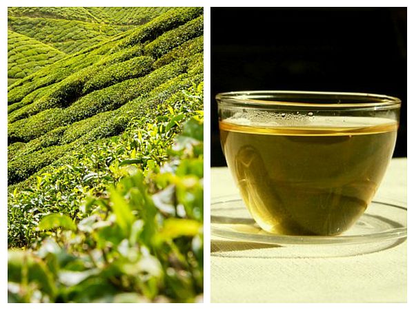 Cura cu ceai verde pentru prevenirea infarctului miocardic, a accidentelor cerebrale și a cancerului
