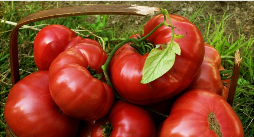 5 sfaturi pentru o recoltă bogată de roșii. Ține bolile și dăunătorii la distanță cu aceste trucuri
