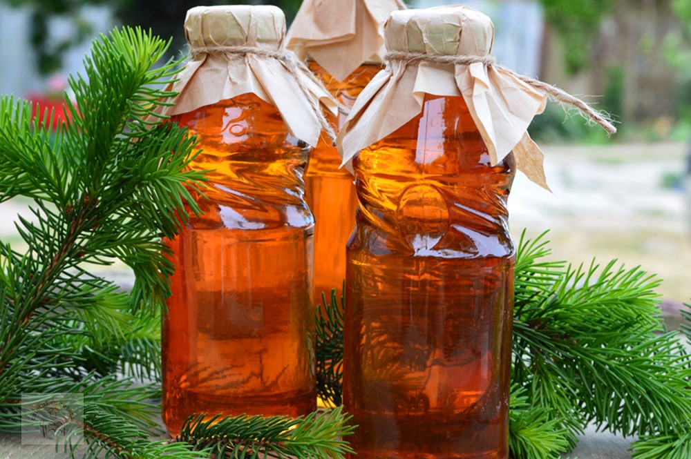Sirop natural din muguri de brad și lămâie – preparare la rece, cu miere, pentru afecțiunile respiratorii