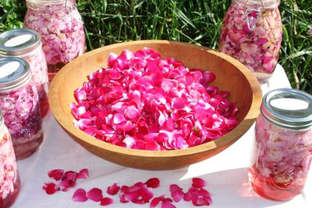 Tinctura de trandafiri reduce colesterolul din sânge și întărește imunitatea