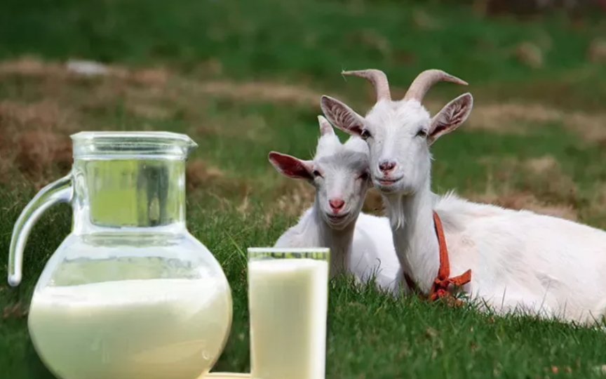 Laptele de capră vindecă multe boli și afecțiuni: Cum se consumă.