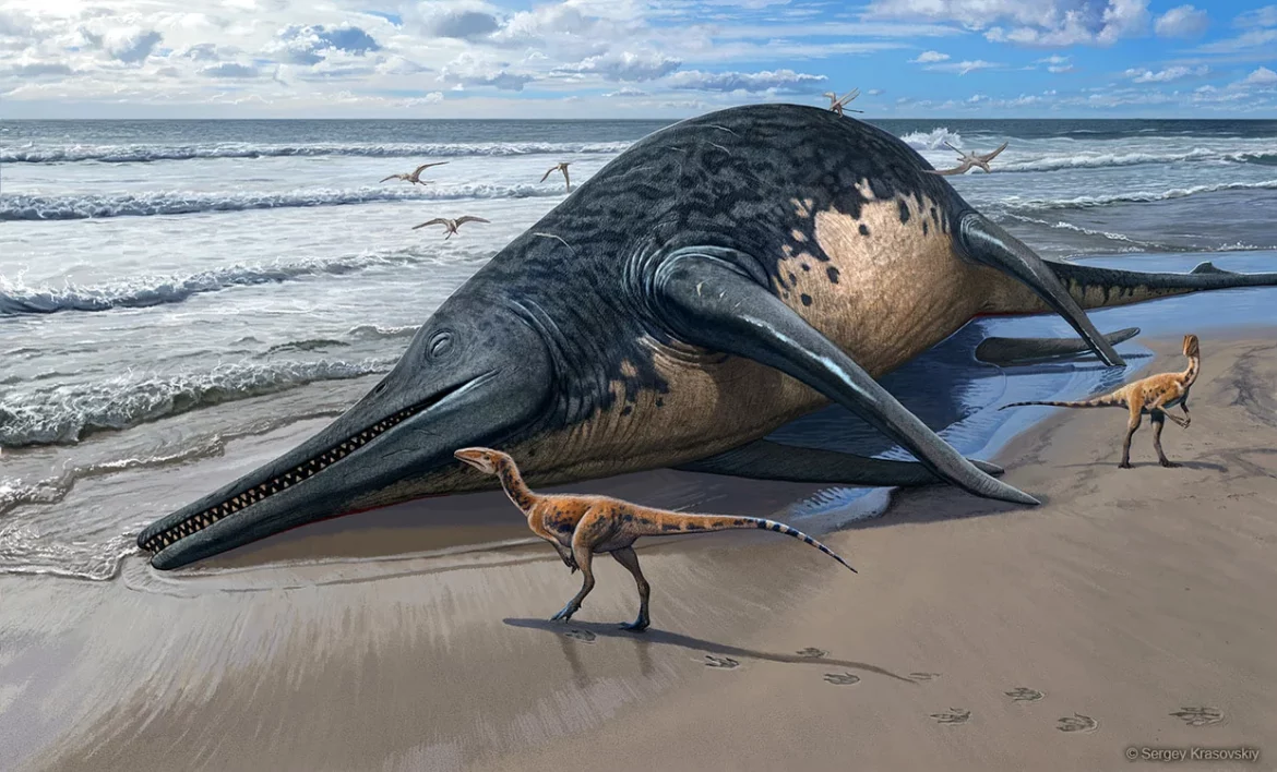 Au fost descoperite fosilele celei mai mari reptile marine, un ihtiozaur de 25 de metri lungime, care a trăit acum 200 de milioane de ani