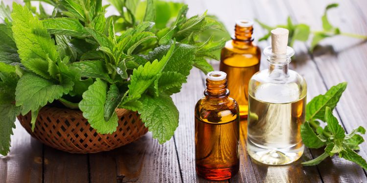 Uleiul de mentă, soluția naturală pentru calmarea durerilor musculare